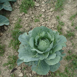 El calabacín: ¿astringente o laxante? Guía para su cultivo en el jardín