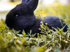 Riesgos alimentarios para conejos: plantas tóxicas y hierbas medicinales perjudiciales