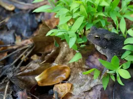 La fascinante respiración de los anfibios y reptiles: explorando sus diferentes métodos y órganos