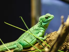 Conoce la alimentación de las iguanas: desde sus preferencias hasta su cuidado en el hogar
