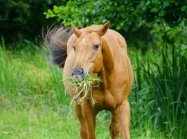 Conoce las frutas y verduras adecuadas para alimentar a tu caballo