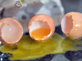 Descubre cuándo un huevo ya no es apto para comer: trucos y consejos