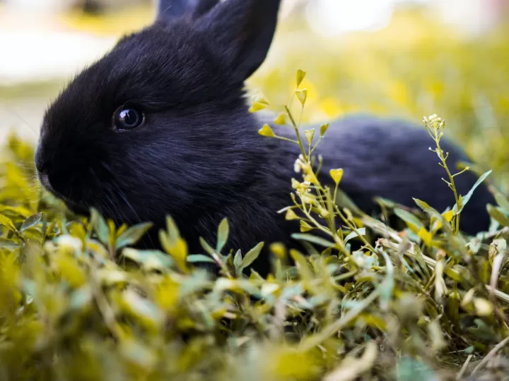 plantas toxicas para conejos